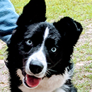 Digby was adopted in June, 2019